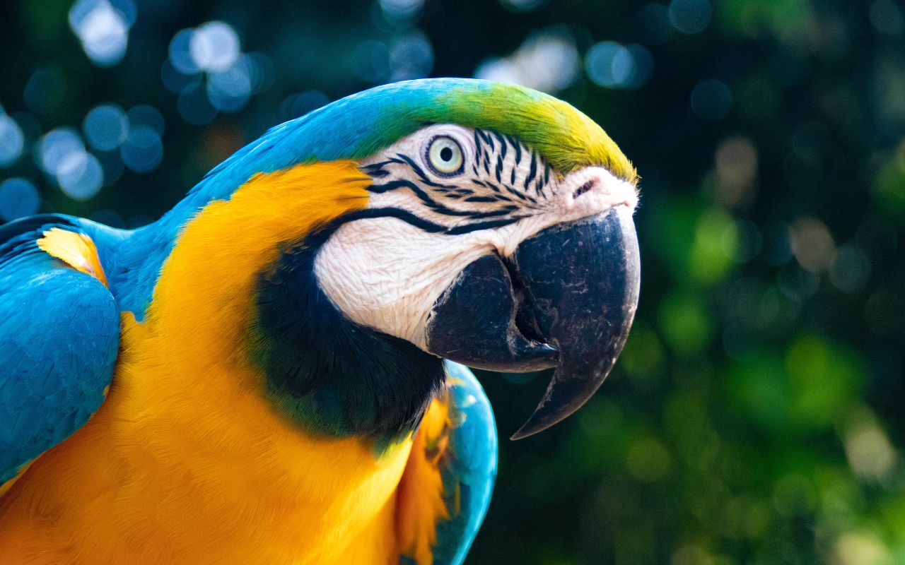 animal cher perroquet